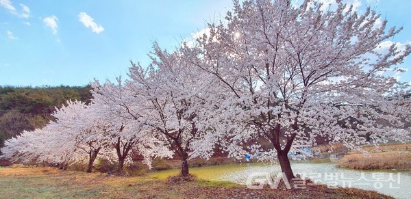 (사진:경북) 청송 양수발전소 벚꽃