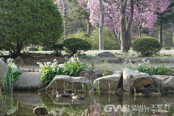 (사진제공:안양시)안양시, 봄꽃 가득한 관악수목원 23일간 전면 개방