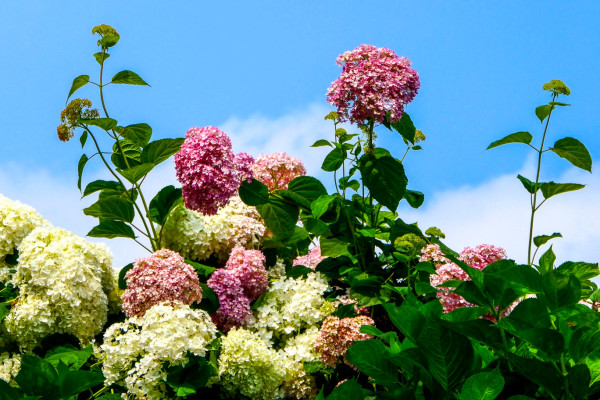 (사진;김연묵사진작가) 파란하늘과 화려한 수국 꽃 모습