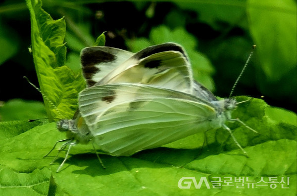 (사진 : 이종봉생태사진작가) " 대만흰나비" 모습