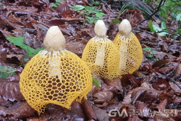 (사진:구반회) 아름다운 "노랑망태버섯" 모습