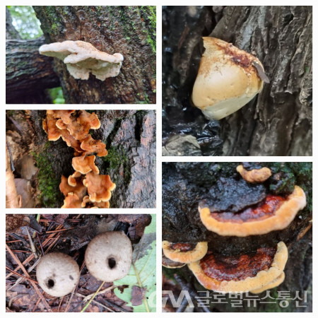 (사진 :구반회) 한입버섯,해면버섯,먼지버섯,너덜거북꽃구름버섯, 시루뻔버섯(사진은 시계방향으로)