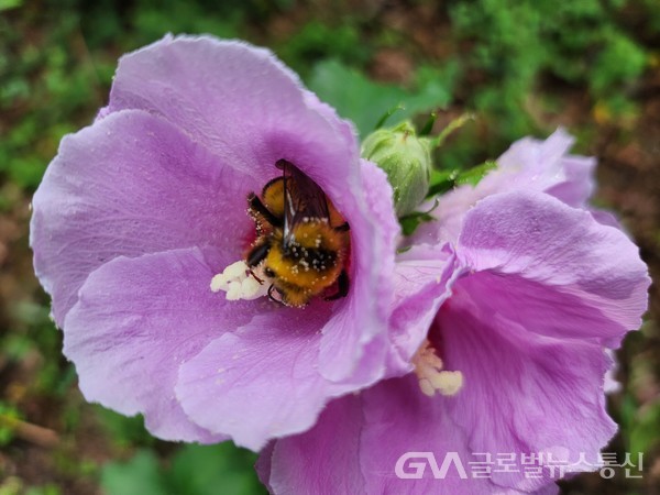 (사진촬영 : 글로벌뉴스통신 송영기 기자) 꽃이 피어 꽃가루가 있으면 벌은 어김없이 찿아 든다.