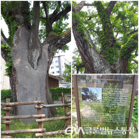 김우증 청평군이 심었다는 600년된 일명 정승나무(은행나무)