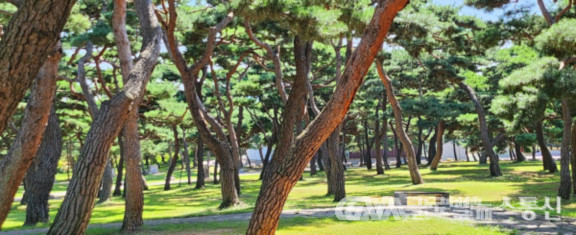 (사진:송재준사진작가) 김대건신부생가에서 촬영한 잔디와 소나무 모습