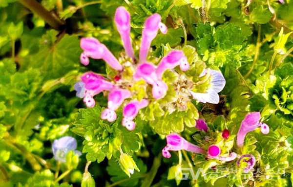 (사진: 이종봉생태사진작가) 아름다운 "광대나물" 꽃 모습